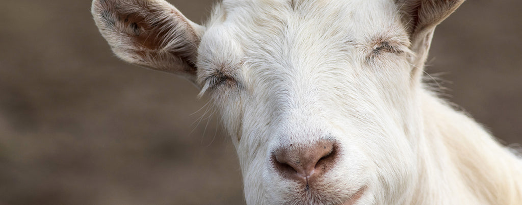 Picture of a Goat for our why vegan blog.