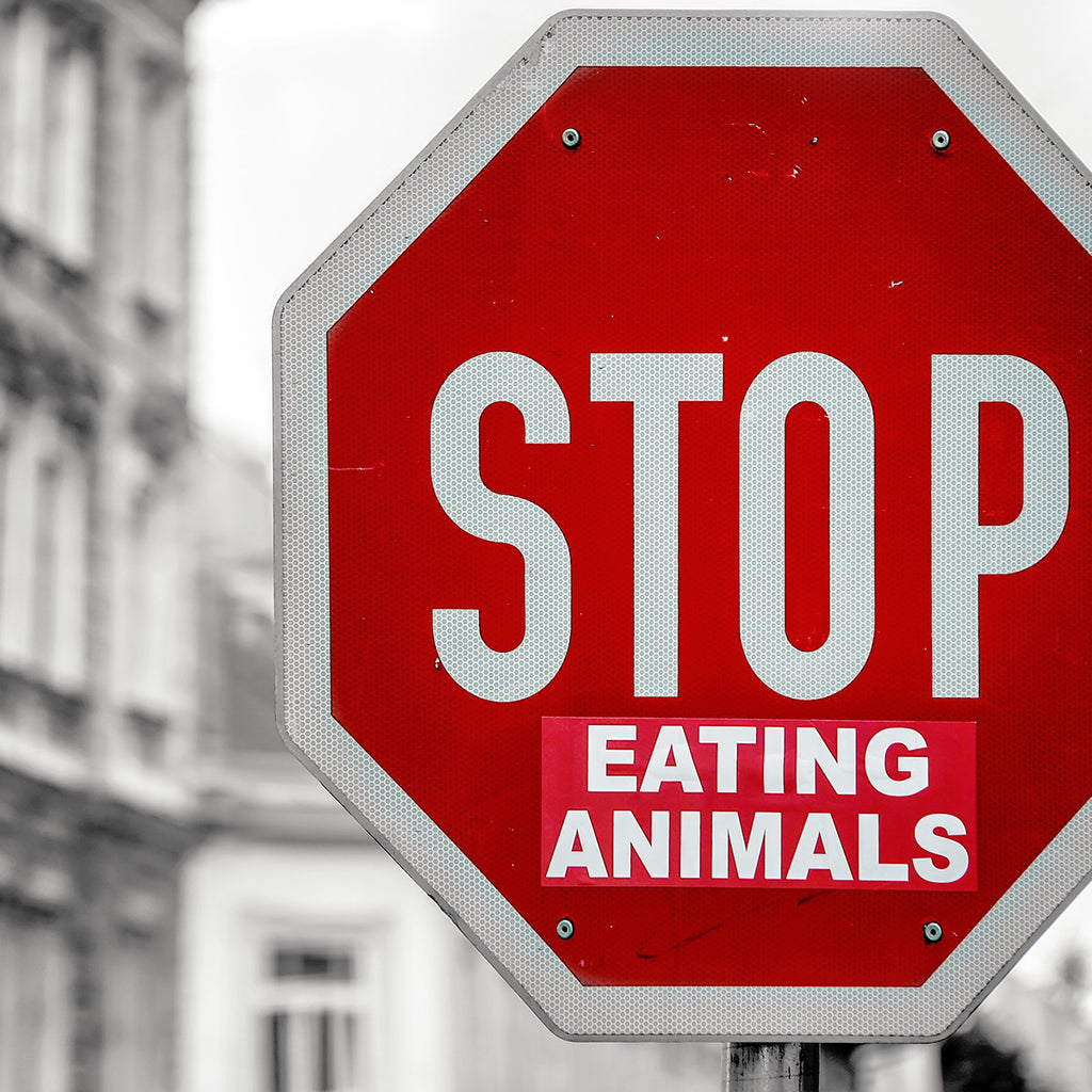 We’ve put together the ULTIMATE guide to all things vegan – From food, to must-watches to general tips on a better life, you don’t have to lift a finger: just sit your cute butt down and let us share our vegan love with you!